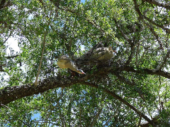 1-Parque el palmar-couple de herons siffleurs.jpg